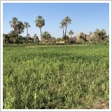 Building Land in El-Gorf (El-Beirat), Luxor West Bank