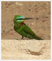 Khārga Oasis, Desert Camp - Green Bee-Eater
