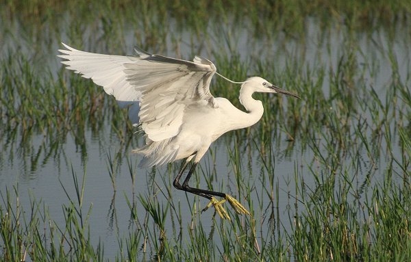 Little Egret - Egretta garzetta