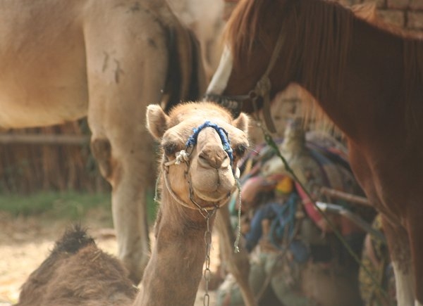 Living in Luxor - Riding