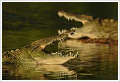 ©Dirk Vorbusch - Nile Crocodile at Large