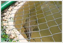 Nile Crocodile in Captivity