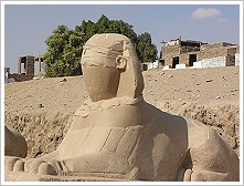 One of the sphinxes found at the new road of Nectanebo I