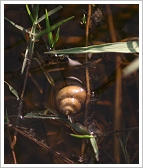Snail - Bilharzia intermediate host