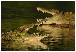 Nile crocodile - Crocodylus niloticus