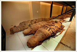 Mummies of Nile crocodiles - Crocodylus suchus