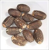 Jatropha curcas - Purging nut