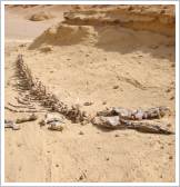 Wadi el-Hitan - Whale skeleton (Dorudon Atrox)