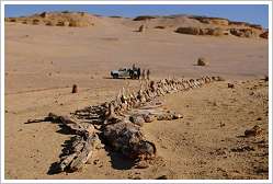 Largest whale skeleton in the world discovered in the Siwa Oasis