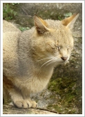Jungle cat or swamp cat Felis chaus nilotica)