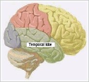 Depiction of brain with temporal lobe