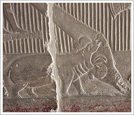 Tomb of Mereruka in Saqqara, © Flop Eared Mule